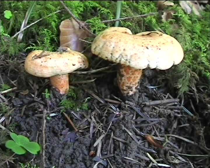 Lactarius salmonicolor  18.6.2004